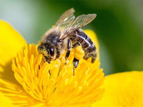 Control Techniques takes part in the 3Bee ‘Adopt a Hive’ project