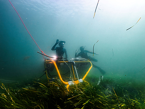 Accu fasteners part of world first marine seagrass harvester