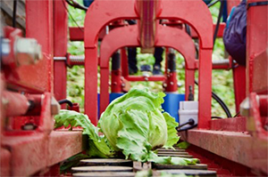 Agricultural and machinery experts develop vision harvesting robot with IDS camera