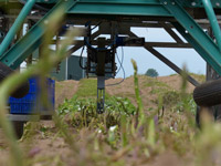Harvesting robots could make green asparagus cheaper