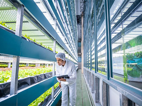 Using digitalisation in vertical farming to mitigate food shortages