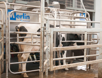 Automation delivers greater freedom for cows and farmers