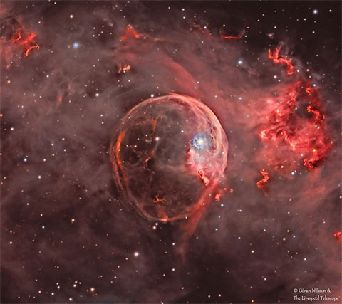 Studying a supernova: what the New Robotic Telescope will tell us