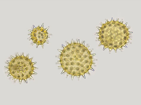 Micromotors help monitor pollen counts
