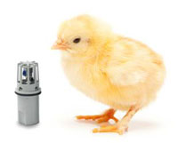 Reliable RH and Temperature sensor from Michell helps farmers to increase yield of healthy poultry