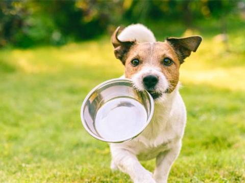 NSK bearings help pet food plant raise OEE