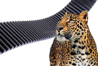 Transflex rubber belts offer excellent value